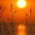 Jamestar logo